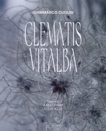 Poster Clematis Vitalba Giammarco Cugusi