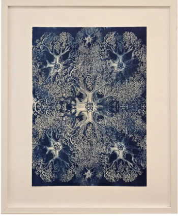 Federico Catagnoli Starfish Cyanotype
